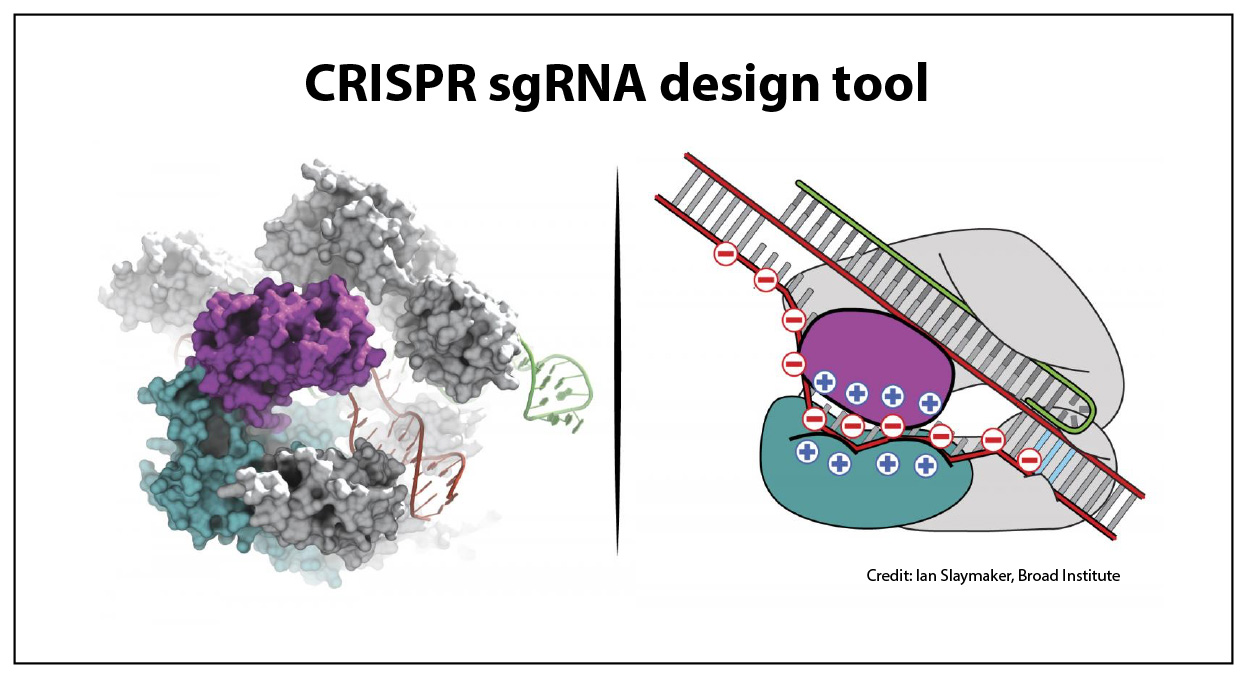 Rafael Casellas NIAMS CRISPR design tool